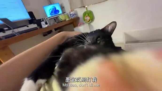 Mo Bao, don't hit me